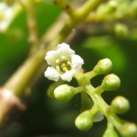 Maesa indica (Roxb.) Sweet